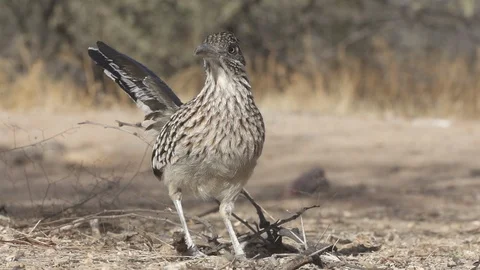 ROADRUNNER RUNNING Stock-Footage 122953921