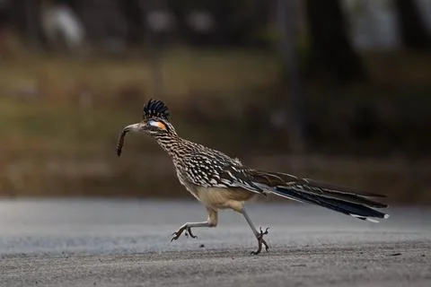 Roadrunner running on the road Stock Photos