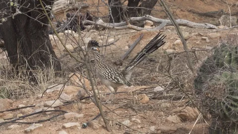 ROADRUNNER RUNNING THROUGH BRUSH 4K Stock-Footage 123113446