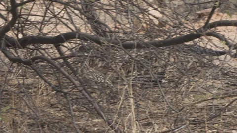 ROADRUNNER RUNNING THROUGH BRUSH 4K Stock-Footage 123126548