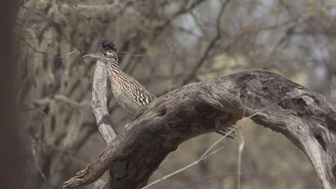 ROADRUNNER SITTING ON BRANCH 4K Stock-Footage 122867057