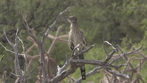 ROADRUNNER SITTING ON BRANCH 4K Stock-Footage 122896113