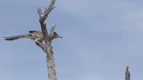 ROADRUNNER SITTING ON BRANCH 4K Stock-Footage 123101794