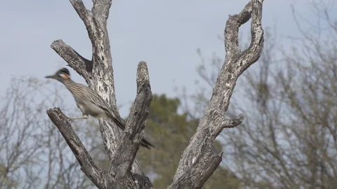 ROADRUNNER SITTING ON BRANCH 4K Stock-Footage 123118204
