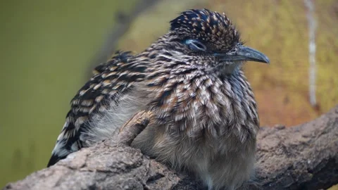 A roadrunner sitting on a branch Stock Footage 267591615