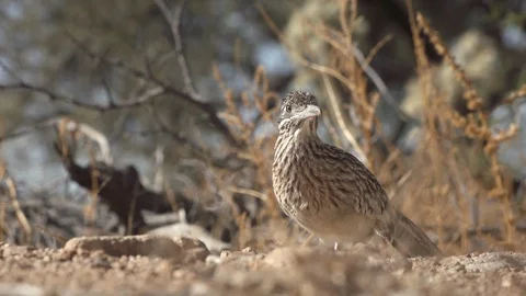 ROADRUNNER STALKING PRAY Stock-Footage 122919568