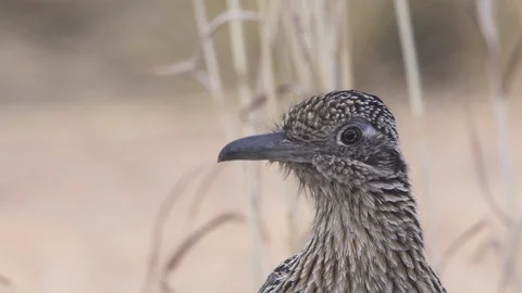 ROADRUNNER STANDING CLOSE UP OF HEAD CLIP1 Stock-Footage 123160517