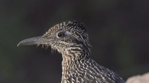 ROADRUNNER STANDING OF HEAD Stock-Footage 122866778