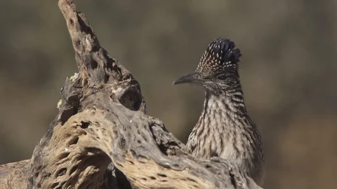 ROADRUNNER STANDING ON LOG Stock-Footage 122977621
