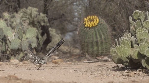 ROADRUNNER STANDING IN OPEN DIRT 4K Stock-Footage 122886689