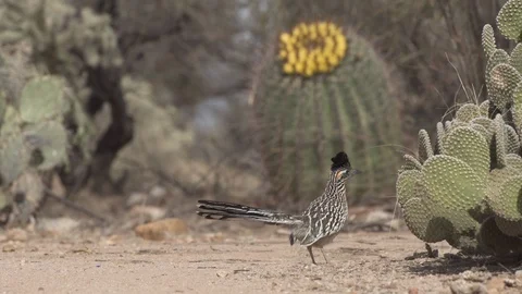 ROADRUNNER STANDING IN OPEN DIRT 4K Stock-Footage 122972408