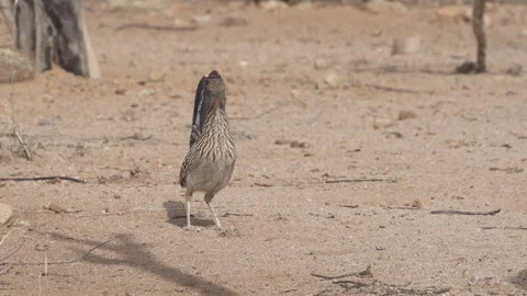 ROADRUNNER STANDING IN OPEN DIRT 4K Stock-Footage 123095272