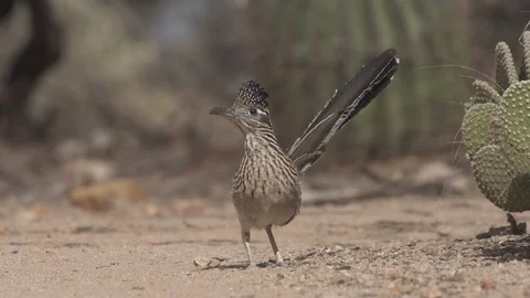 ROADRUNNER STANDING IN OPEN DIRT 4K Stock-Footage 123163058