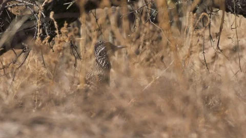 ROADRUNNER STANDING RUNNING IN BRUSH Stock-Footage 122978454