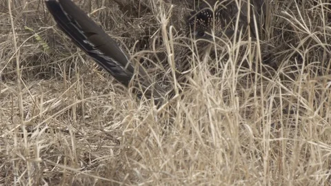 ROADRUNNER STANDING IN TALL GRASS 4K Stock-Footage 122857148