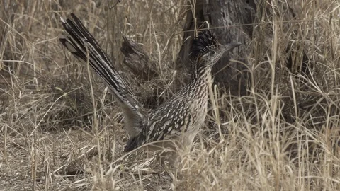 ROADRUNNER STANDING IN TALL GRASS Stock-Footage 122964208