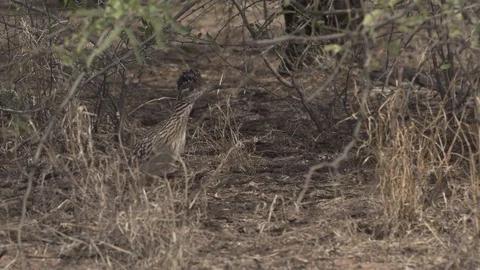 ROADRUNNER STANDING WALKING IN BRUSH 4K Stock-Footage 122905695
