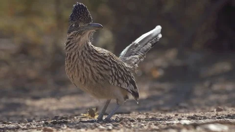 ROADRUNNER STANDING &amp; WALKING OUT OF FRAME Stock-Footage 123098494