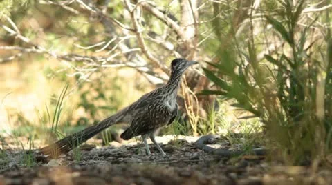 RoadRunner Stretching Stock Footage 11859173