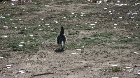 RoadrunnerInFieldThree Vídeo Stock 313325