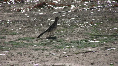 RoadrunnerInFieldTwo Vídeo Stock 313351