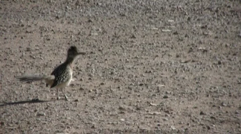 RoadrunnerOne Stock Footage 308553