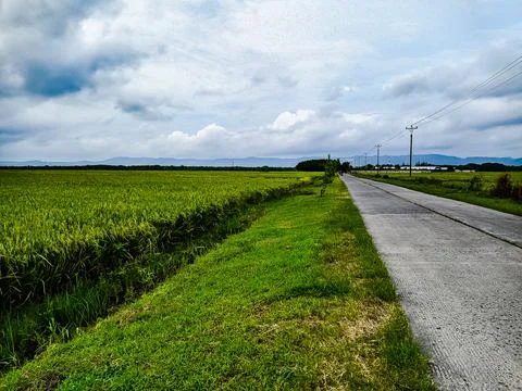Roads and rice fields Stock Photos