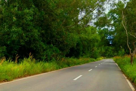 Roads and trees Stock Photos