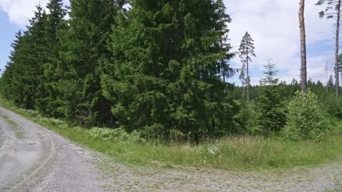 Roads in the middle of the green forest Stock Footage 164648903