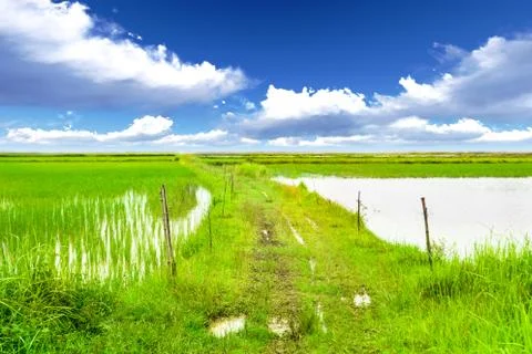 Roads in rice fields Stock Photos