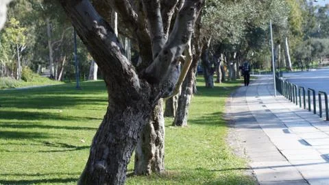 Roads of tree Stock-Fotos