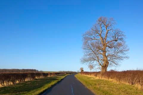 Roadside ash tree Stock Photos