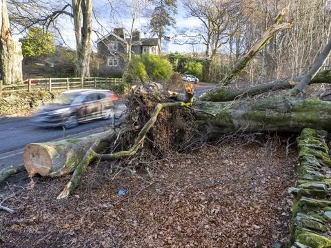 Roadside Beech Trees blown over by Storm Arwen near Ambleside, Lake District, Stock Photos