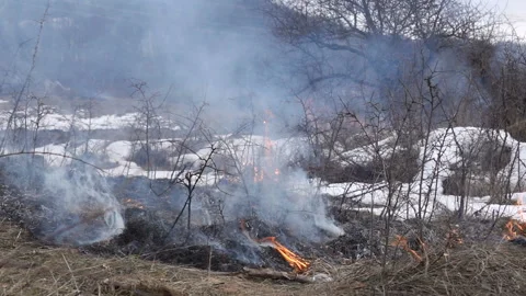 Roadside bushes are burning Stockbeeldmateriaal 102895010