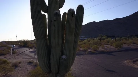 Roadside cactus full of bird made holes Vidéo 113510700