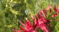 Roadside Christmas Trees In Austin, Texas HD Footage