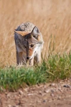 Roadside coyote Stock Photos