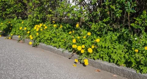 Roadside with dandelions Stock Photos