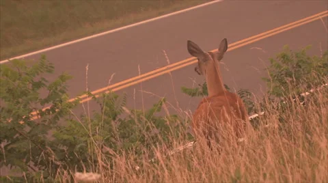 Roadside Deer at Dusk Stock Footage 40614931