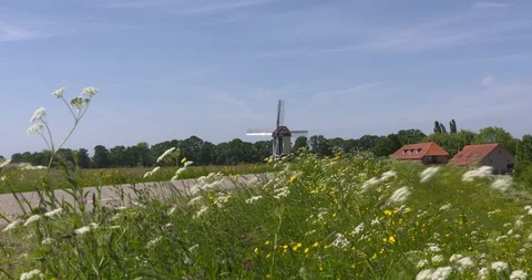 Roadside flora along the river dike + Batenburg windmill Stock Footage 90456547
