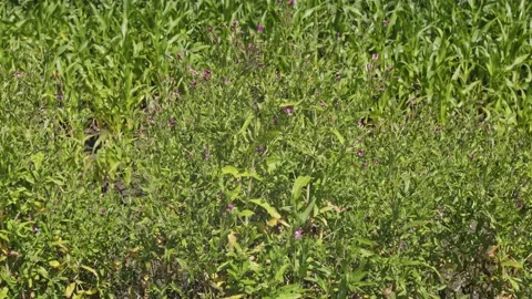 Roadside flowers fly in the wind, close-up Video stock 230863006