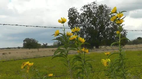 Roadside Flowers Stock Footage 12415397