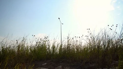 Roadside flowers Stock Footage 93346234