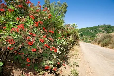 Roadside flowers Stock Photos