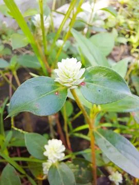 Roadside flowers 스톡 사진