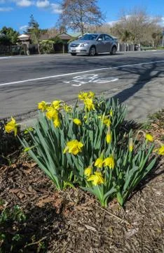 Roadside flowers in Spring Fotos Stock