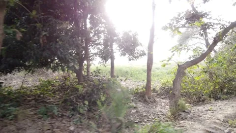 Roadside Forest Stock Footage 170128354