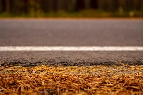 The roadside of a forest road with many pine needles on the background of a f Stock Photos