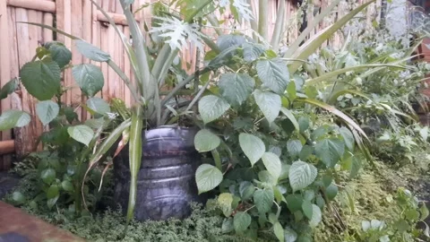 Roadside Garden Stock Footage 325656547