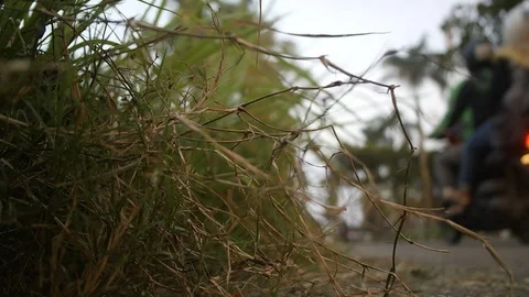 Roadside grass with background traffic blur Stock Footage 127547329